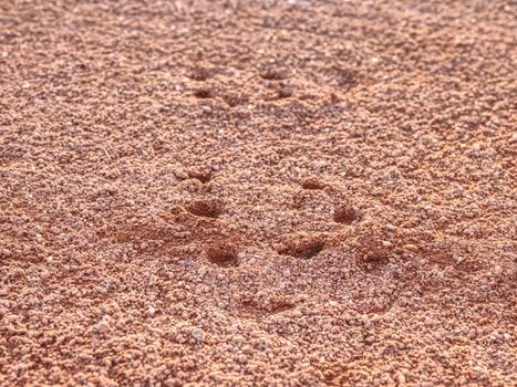 Sport shoe footprint on a tennis clay court. Dry light red crushed bricks surface on outdoor tennis ground