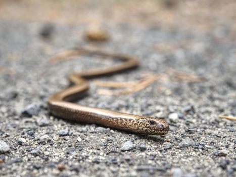 Juvenile slow worm ( Anguis colchica ) in detail. Portrait of eastern slow worm - the lizard often confuse for snake. Shallow focus to animal eye