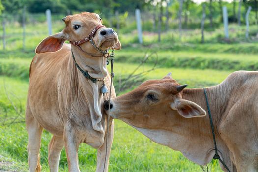 The brown cow in the pasture was helping to clean the fur for the other cow, Selective focus soft focus.