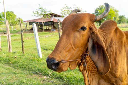 Close up of a brown cow in the meadown, Selective focus soft focus.