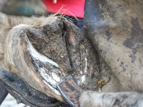 The assistant hold horse leg for hoof clearing. Routine on horse farm. 