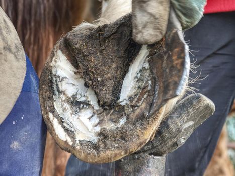 The assistant hold horse leg for hoof clearing. Routine on horse farm. 