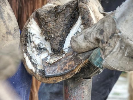 Horse hoof cleaning. Blacksmith using rasp, hoof knife and hoof cut nippers. 