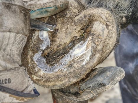 Blacksmith cleaning horse barefooted hoof without horseshoes.  Cutting worn keratin. Animal pedicure.