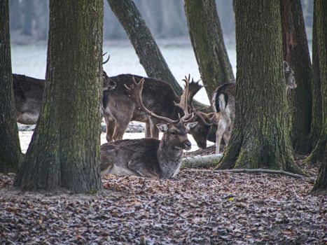 Majestic powerful adult fallow deer stag in autumn fall forest. Animals in natural environment beauty in nature.