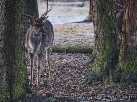 Sturdy fallow deer feeds on beechnut hidden in dry leaves. 