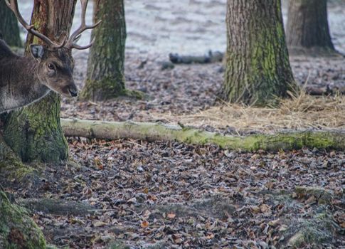Fallow deer feeding in the forest in fall. Cold November morning