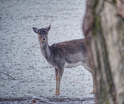 Fallow deer watch into the camera. Old sturdy animal with warm thick winter fur.