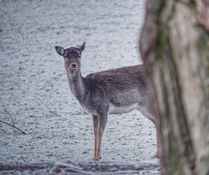 Fallow deer watch into the camera. Old sturdy animal with warm thick winter fur.