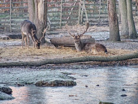 Whitetail deer fawn feeding with oak corns hidden in dry autumn leaves. Old sturdy male.