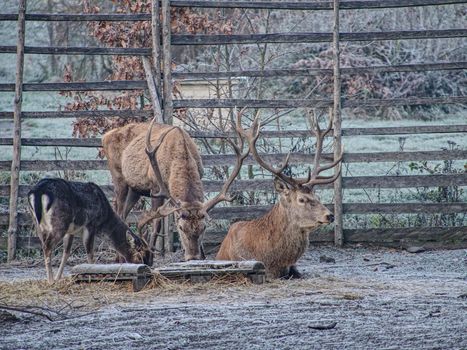 Grazing red deer stag in meadow by morning mist.  Autumn park