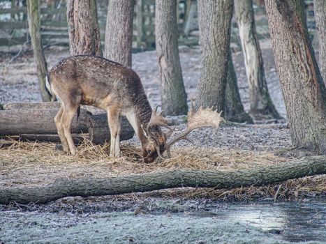 Whitetail deer fawn feeding with oak corns hidden in dry autumn leaves. Old sturdy male.