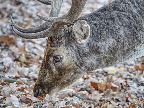 Sturdy fallow deer feeds on beechnut hidden in dry leaves. 