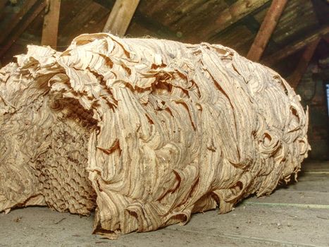 Abandoned huge nest of family of wasps under house roof.