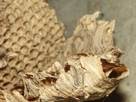 Wasp built paper nest under house roof. Abandoned european wasp nest in garden house. 