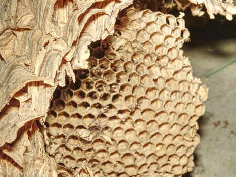 Wasps nest created from natural paper.  Old gray wasp nest close up 