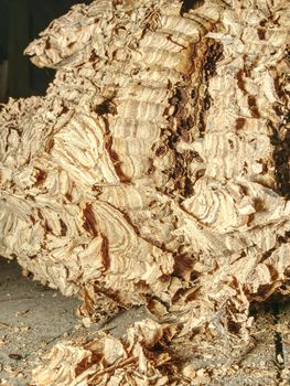 Huge european  wasp house. Abandoned wasp nest in loft of garden house. 