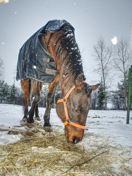 Free beautiful brown horse enjoys snow in winter paddock. Horse in winter meadow within snowfall. 