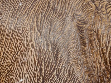 Fur horse leather texture. Fluffy wet brown horse skin.