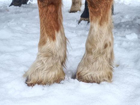 Horse hoof in the snow in the winter paddock.  Deep marks of horse hoofs.