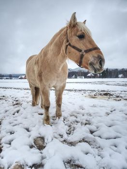 White horse with long mane grazzing in winter snowy meadow, cloudy sky above