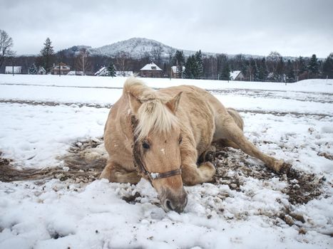 Blurry movement of rolling horse in snow. White horse lying down and  playing in fresh snow