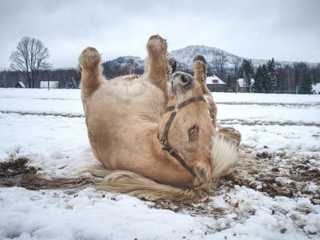 Blurry motioned white horse while rolling in fresh snow. Mountain meadow with horses.