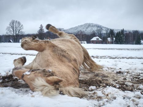 Happy white horse lying down and  playing in fresh snow