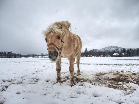 Isabella horse enjoy first snow on field.  Horse find place for rolling in muddy fresh snow