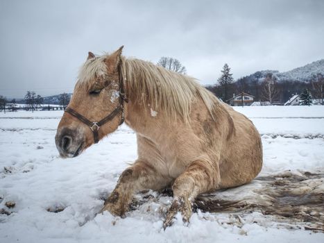 Blurry motioned white horse while rolling in fresh snow. Mountain meadow with horses.