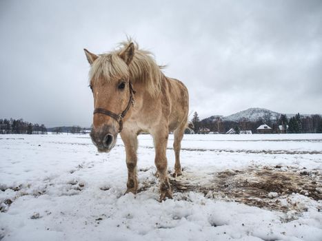 Nice white horse in fresh first snow. Snowy pasture  at mountain farm.  Wet snow in cloudy cold weather
