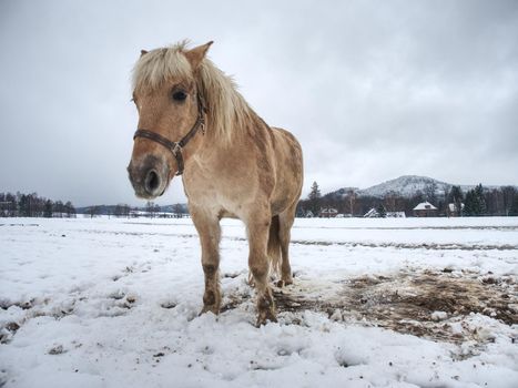 Isabella coloured horses in winter country. The first snow on meadow at horses farm.
