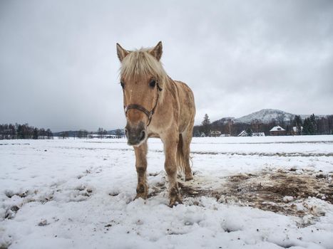 White horse in the winter meadow. Wet dirty horse walk on the snow 