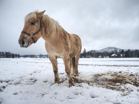 Isabella white horse in snow. Winter life in horse range. Thoroughbred horse. Beautiful horse.