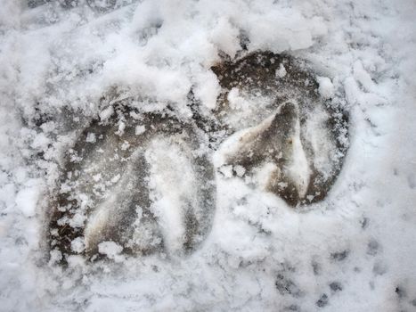 Icy hoofs footprint of horse in snow. Deep marks of horse hoofs.