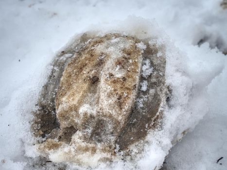 The horse  leg prints in winter field runs free