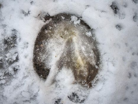 Fresh whitetail pony tracks in bright white snow. Hoofprints of farm horse in the snow cover.