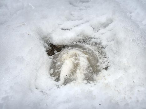The horse  leg prints in winter field runs free