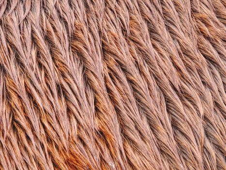 Fluffy wet brown horse winter fur. Animal hair of fur ponny leather. Natural Fluffy brown cowhide body