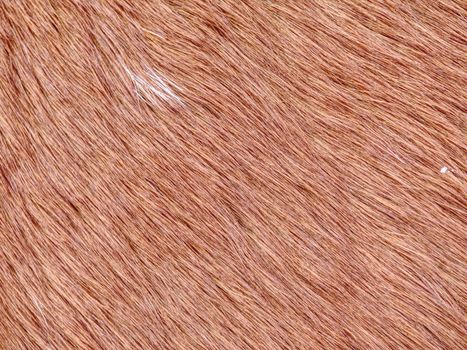 Warm winter horse fur. Brown fur detail, closeup fur animal