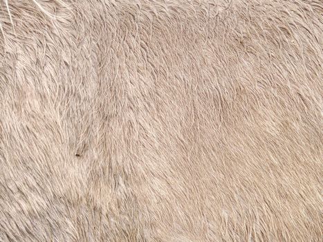 Caring for horse in the winter, warm thick fur on horse body with right layer of subcutaneous fat 