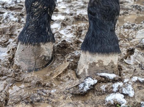 Feet of horses standing in the wet dirt, muddy meadow