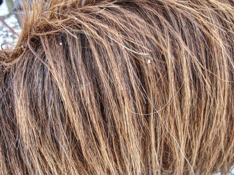 Detail of horse hair fur growth and composition