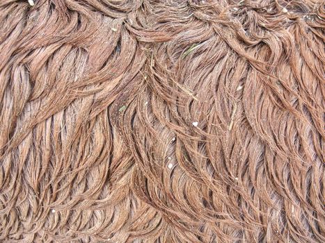 Fluffy wet brown horse winter fur. Animal hair of fur ponny leather. Natural Fluffy brown cowhide body