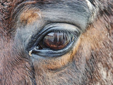 Close up of  brown horse eye and his face with shallow depth of field