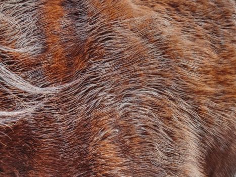 Horse with winter fur, acclimated animal in great condition and good health