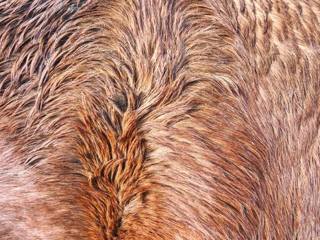Caring for horse in the winter, warm thick fur on horse body with right layer of subcutaneous fat 