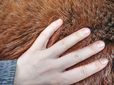 Horse winter fur. Animals prepare their bodies for winter season.