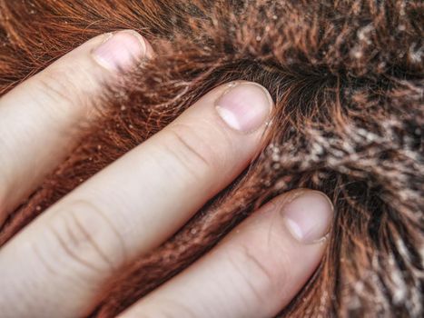 Hand in horse thick warm leather, warm winter fur on body of outside live horse. 