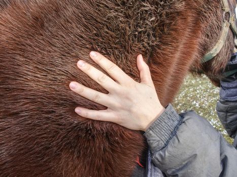 Farmer hand on horse body, close up. Outside live horse in mountain farm. 